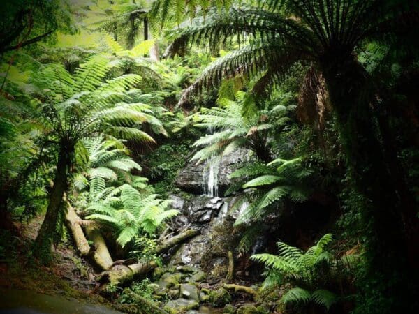 Trail hiking cyathea falls 600x450