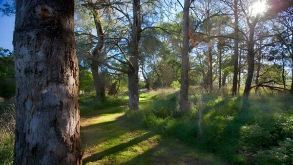 Wingecarribee River Walking Track (500m) Wingecarribee river walking track (500m)