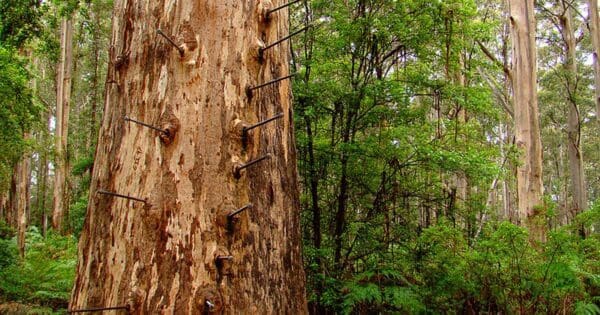 The Cascades Walk (1.2km) Dukes walk 600x315