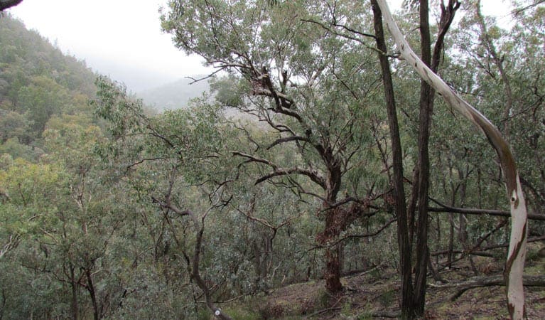 Mount Murga Walking Track (8km) Mount murga walking track trail hiking australia