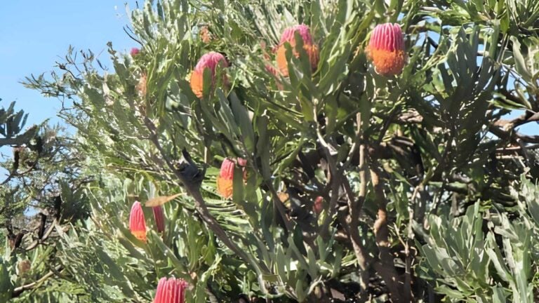 Lake mt brown trail walk (6km)