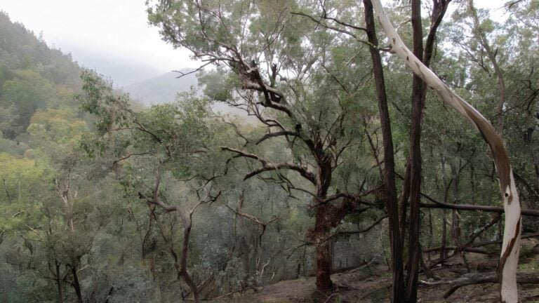 Mount murga walking track (8km)