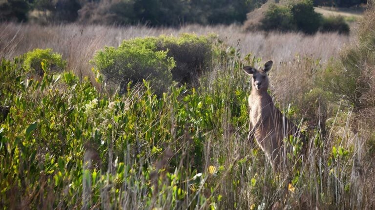 Murramarang Aboriginal Area Walking Track (3km) Murramarang aboriginal area walking track (3km)