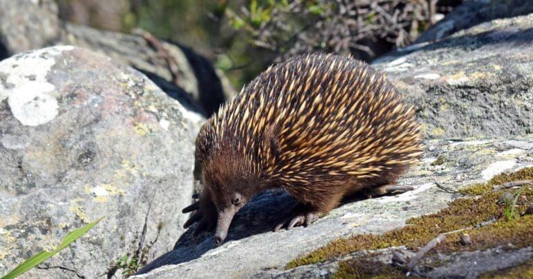 Australian echidna searching for ants