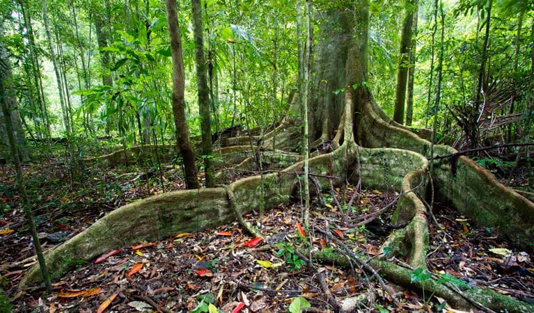 Murray Scrub Walking Track (5.5km) Murray scrub walking track trail hiking australia