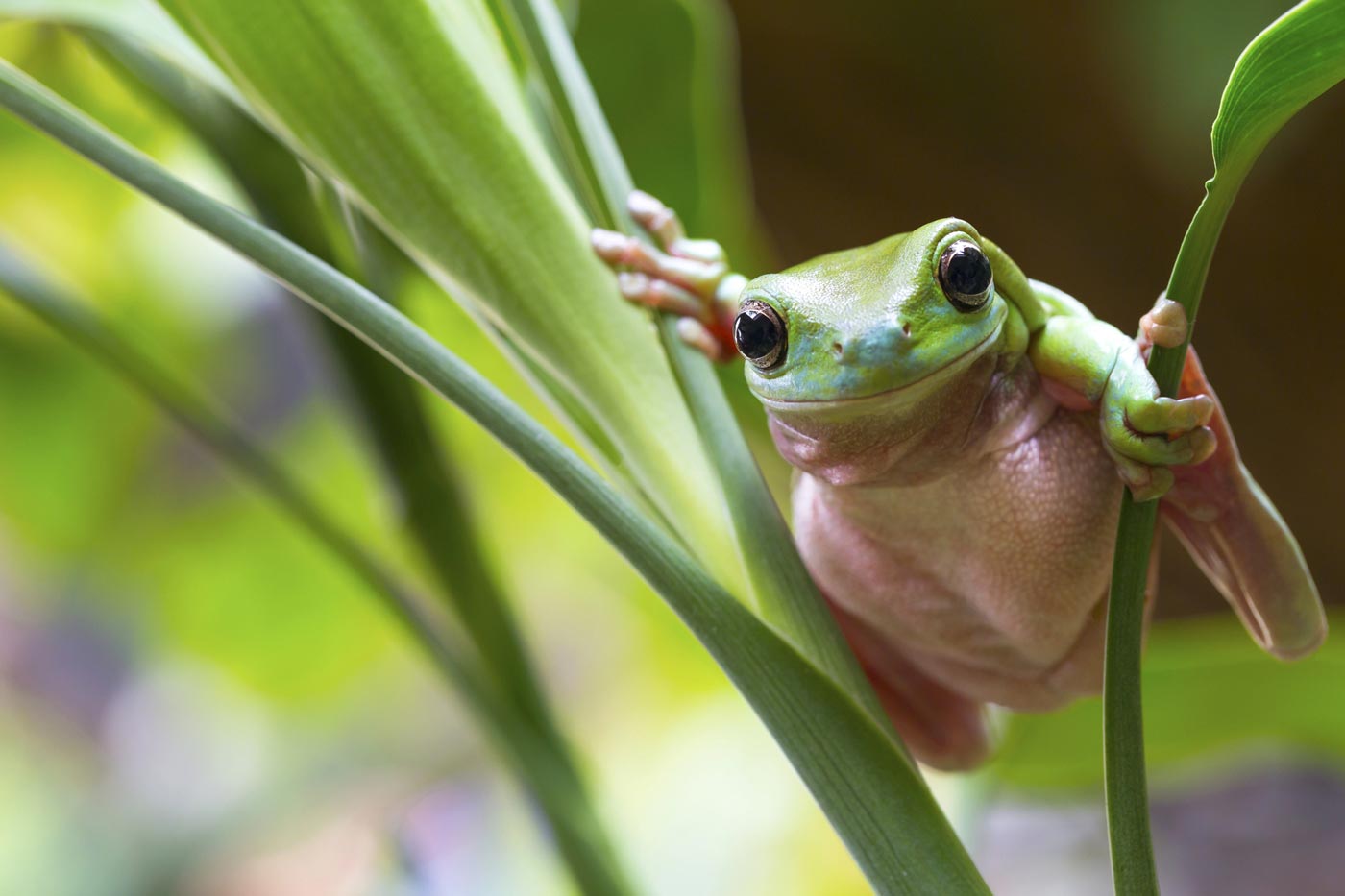 Green tree frog resting among rainforest foliage