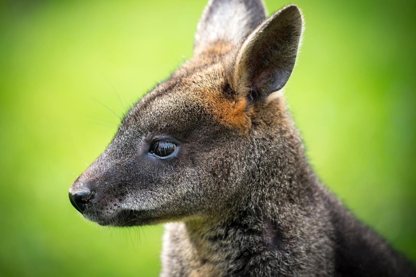 Close-up of a wallaby in natural bushland