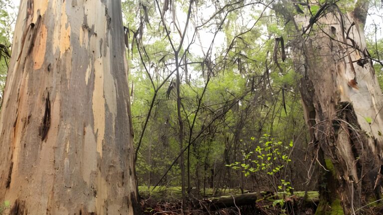 Bridgetown jarrah park hike (6km)