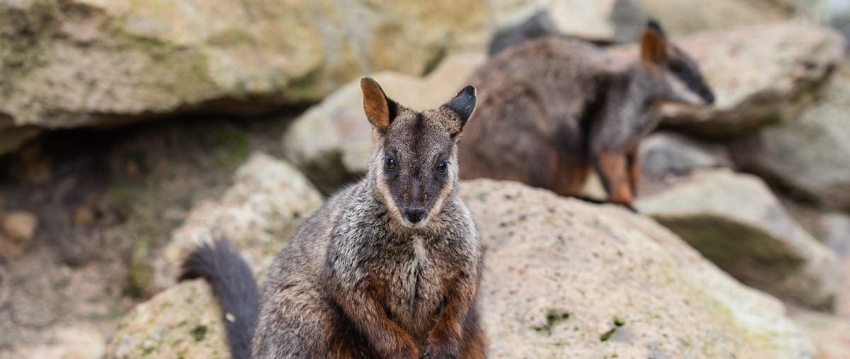 Brush-tailed Rock-Wallaby Brush-tailed rock-wallaby