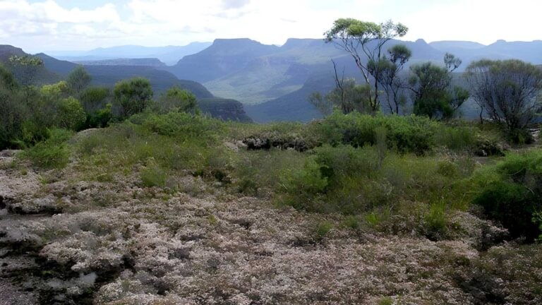 Mount Bushwalker Walking Track (7km) Mount bushwalker walking track (7km)