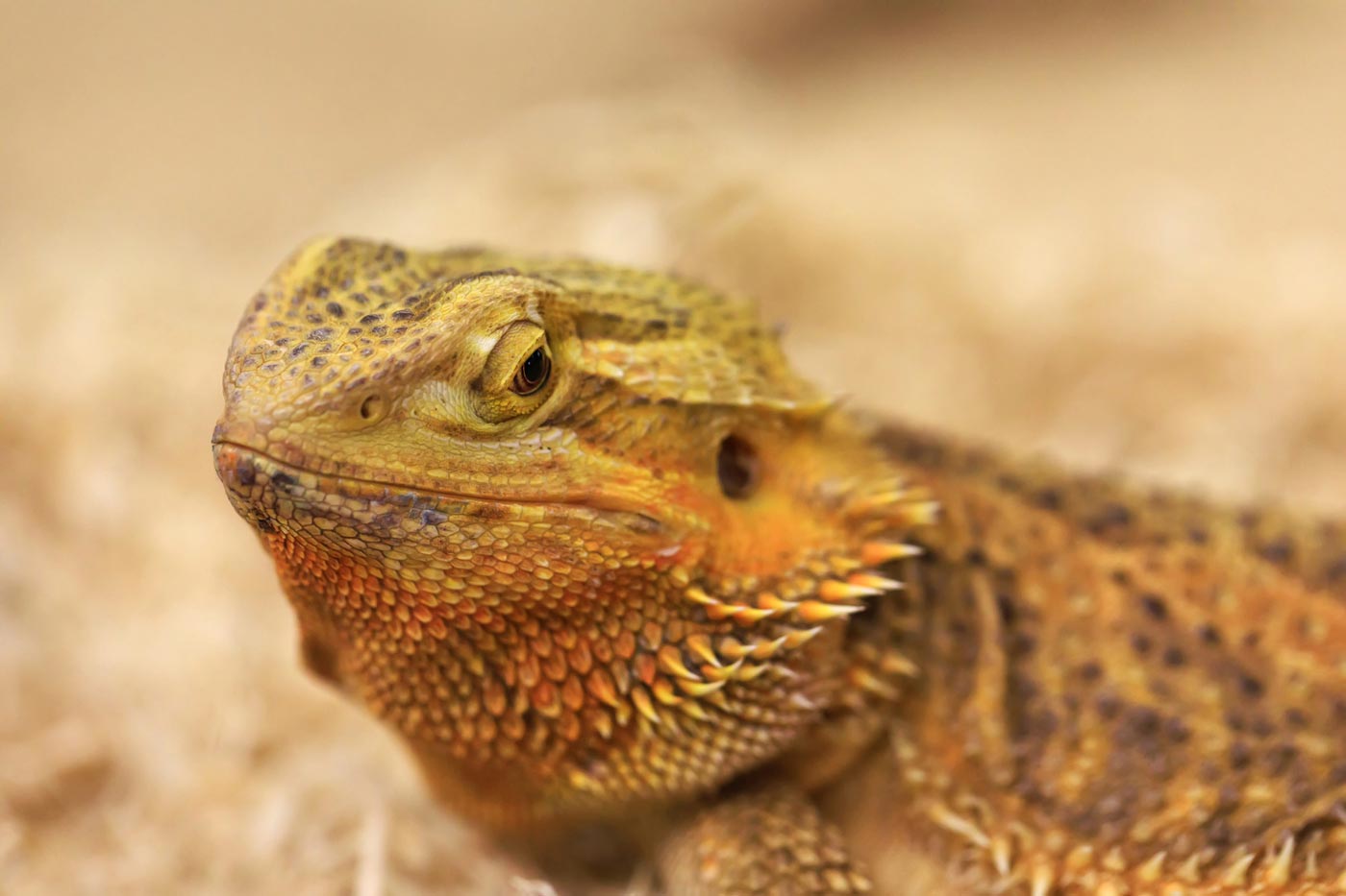 Bearded dragon photographed in natural bush setting
