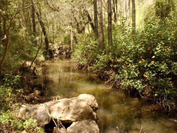 Hikes Sandy creek track 600x450