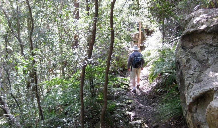 She-Oak Crossing Walk (3.9km) She oak crossing walk trail hiking australia
