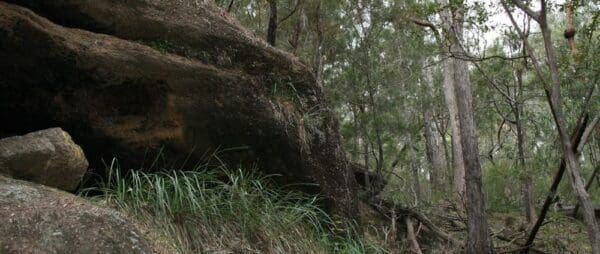 Springwood conservation park 600x254