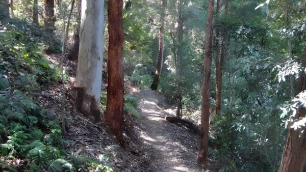 Byrrill Creek Walking Track (1km) Byrrill creek walking track (1km)