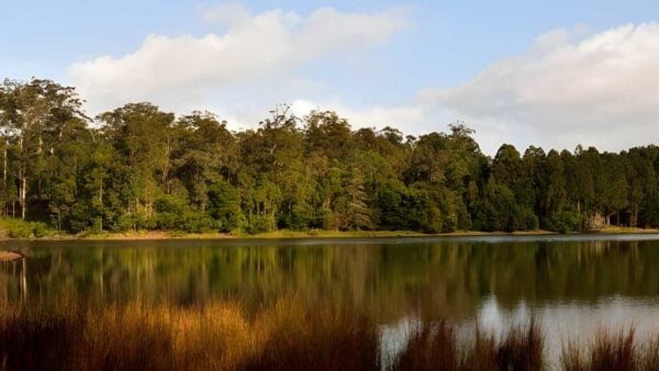 Karri lake trail walk (3. 3km)