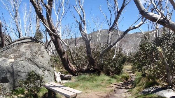Dead horse gap & thredbo river hike (10. 1km)