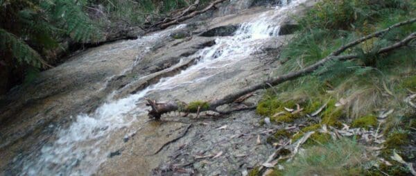 Two Mile Circuit Walk (2.4km) Trail hiking mount buangor walk 9 5km 600x254