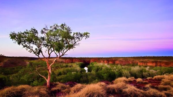 Wild dog dreaming walk (2. 8km)
