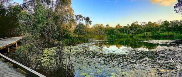 Bushland experience paths berrinba wetlands 600x254