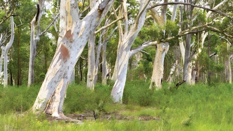 Freshwater Track (2km) Freshwater track (2km)
