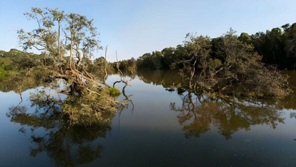 Seaham Swamp Walk (600m) Seaham swamp walk (600m)