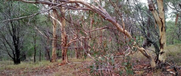 Ripleys track koala bushland coordinated conservation area 600x254