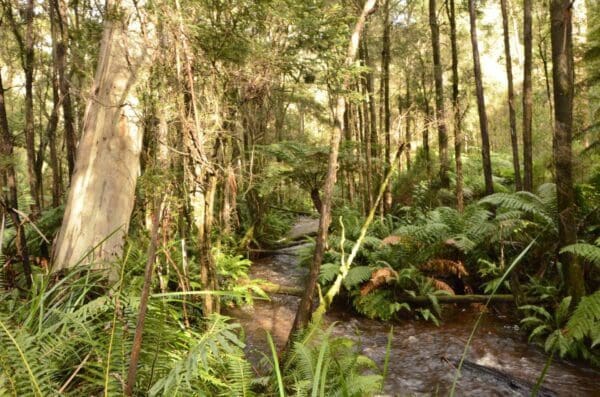 Trail hiking big pats creek to starlings gap 600x397