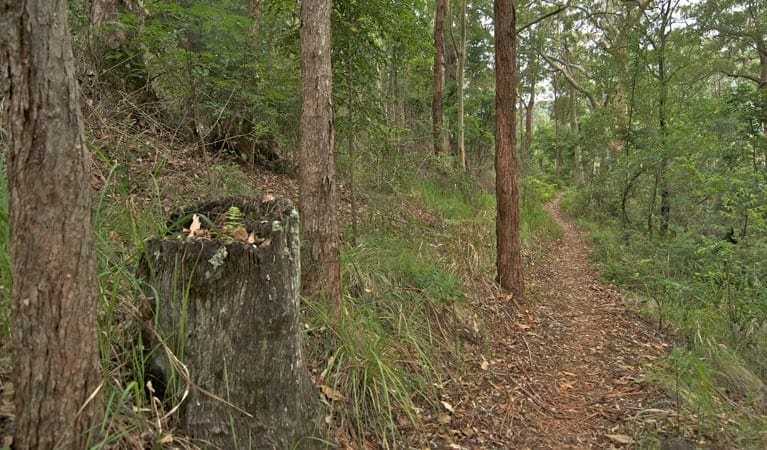 Border Loop Walk (1.5km) - Border Ranges National Park, NSW