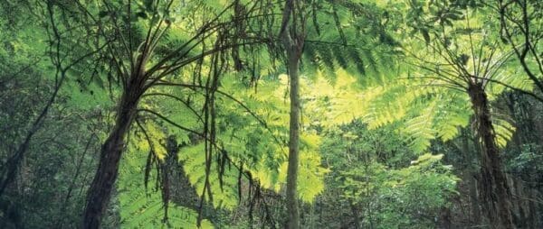 Hikes Main range rainforest circuit 600x254