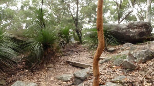 Katandra circuit walk (4. 8km)