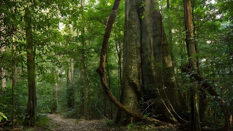 Mountain brush circuit walk (300m)