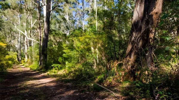 Starlights Trail Walk (11km) Starlights trail walk (11km)