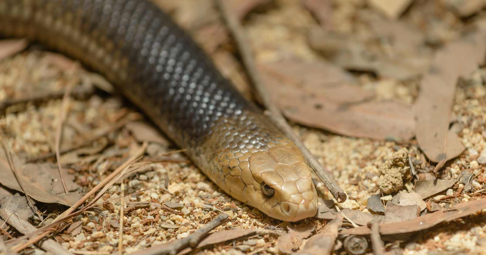 Australian eastern brown snake