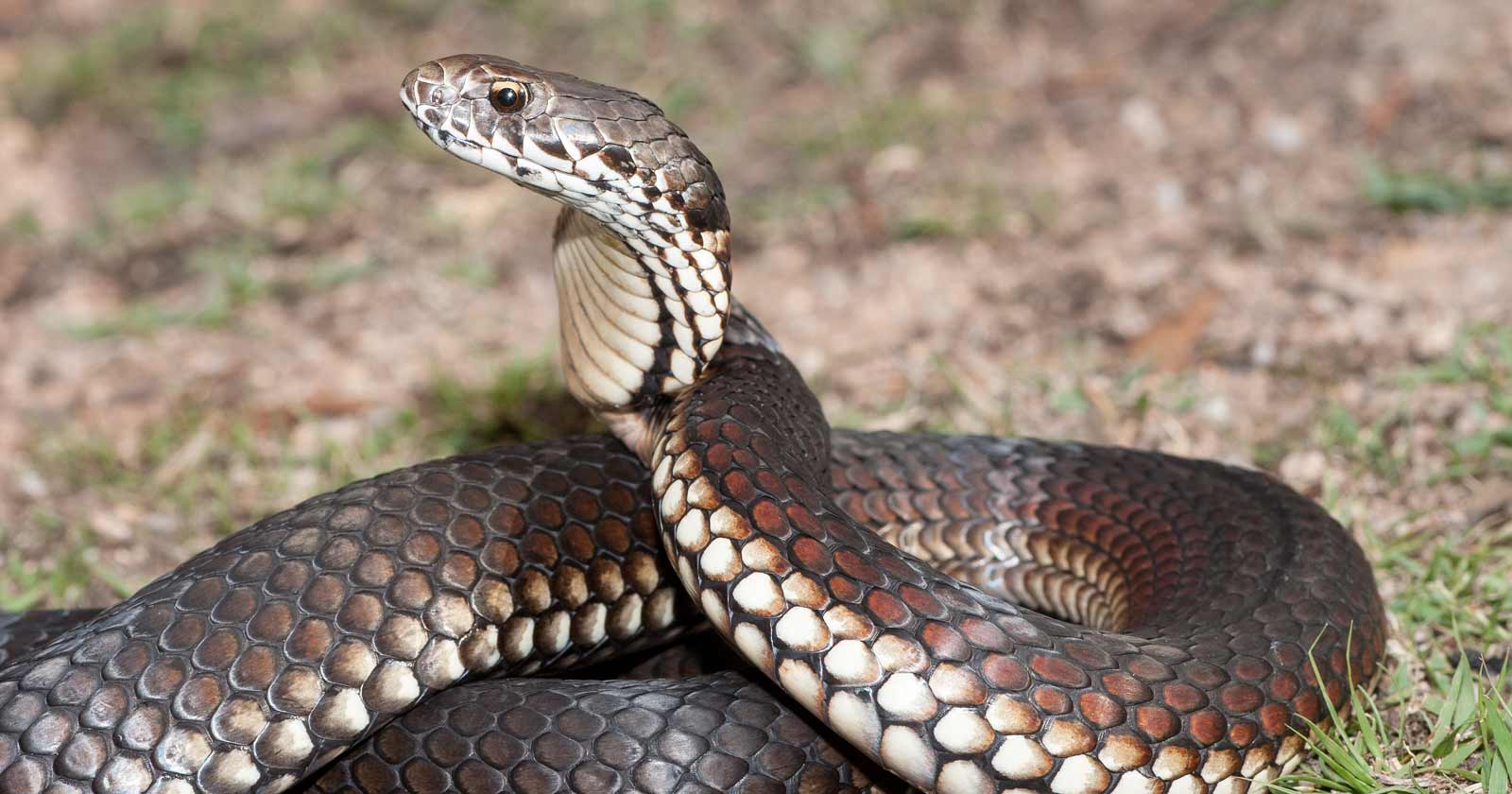 Australian highlands copperhead snake in strike position