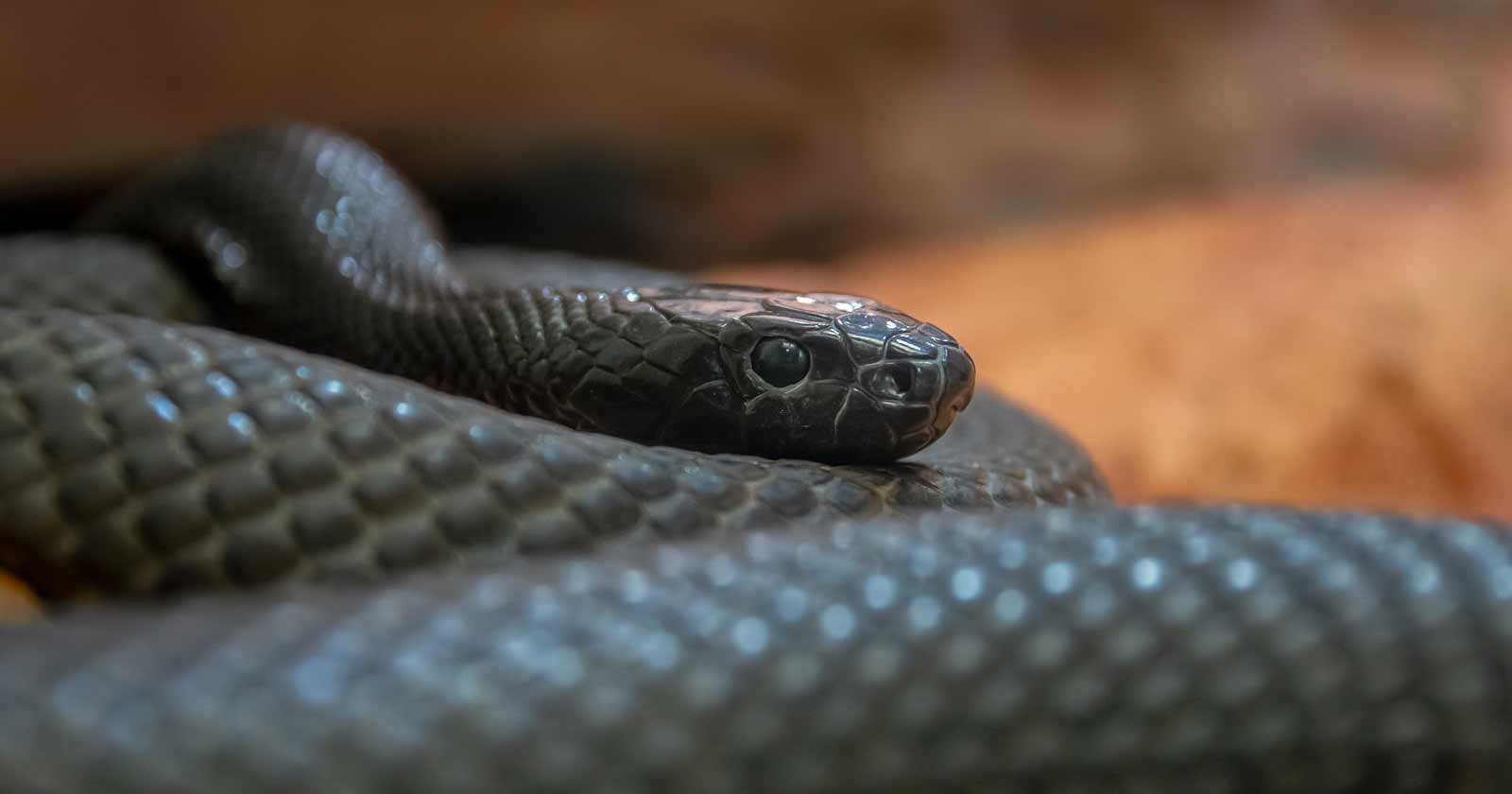 Australian snake - the inland taipan