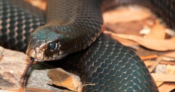 Red belly black snake