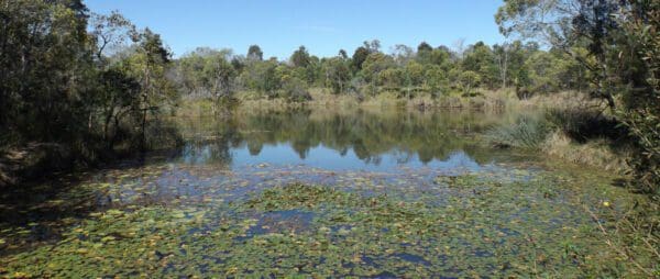 Wetland outlook circuit berrinba wetlands 600x254