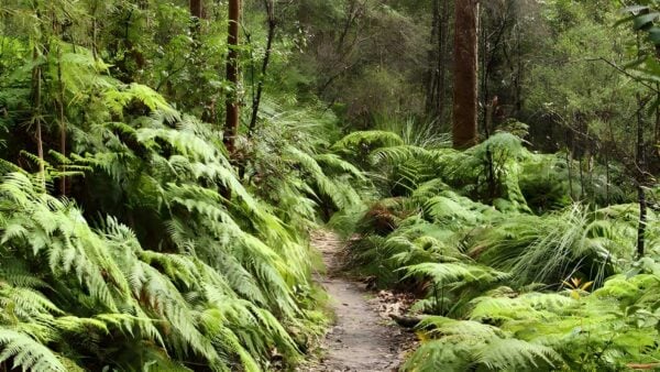 Great North Walk: Berowra Valley Hike (27km) Great north walk: berowra valley hike (27km)