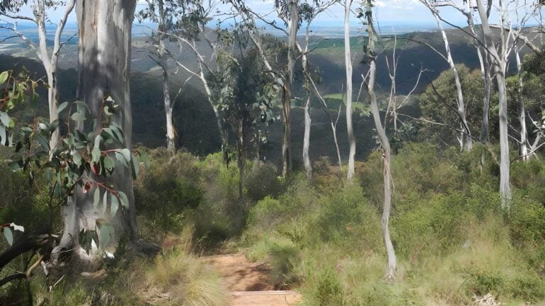 Mount Towac Walk (1.7km) Mount towac walk (1. 7km)