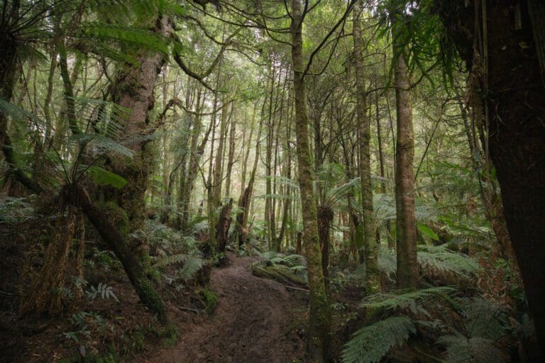 Ada Tree Rainforest Walk (3km) Trail hiking ada tree hike 1 768x512