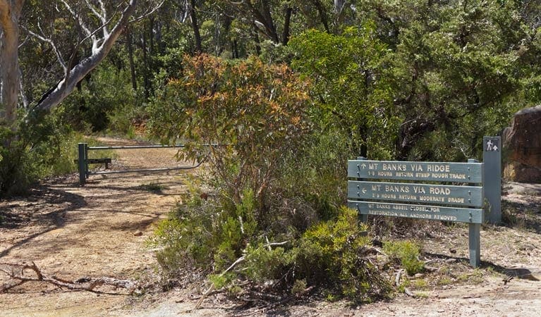 Mount Banks Summit Walk (2.4km) Mount banks summit walk trail hiking australia