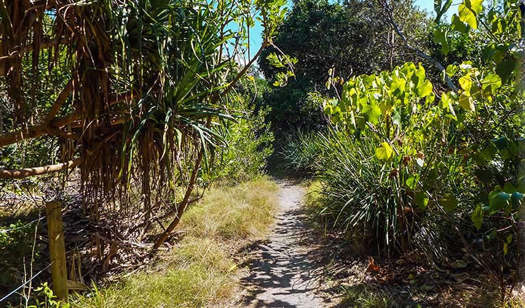 North Head Walking Track (700m) North head walking track trail hiking australia