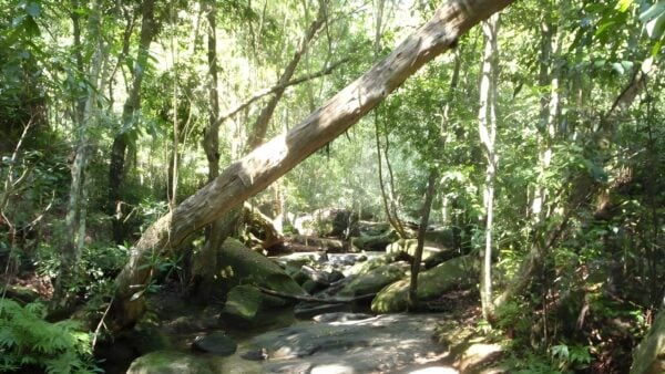 Bobbin head rainforest walk (1. 6km)