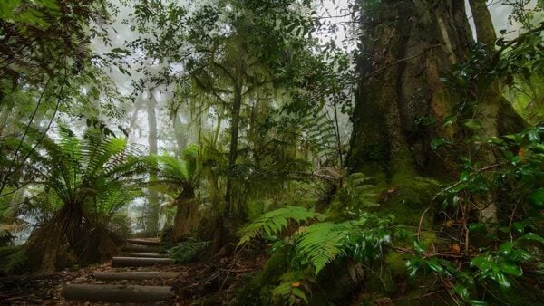 Honeysuckle forest track (1km)