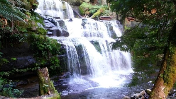 Liffey Falls Rail Trail Walk (5km) Liffey falls rail trail walk (5km)