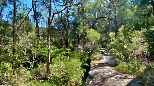 Yeramba Lagoon Loop Track (1.8km) Yeramba lagoon loop track (1. 8km)