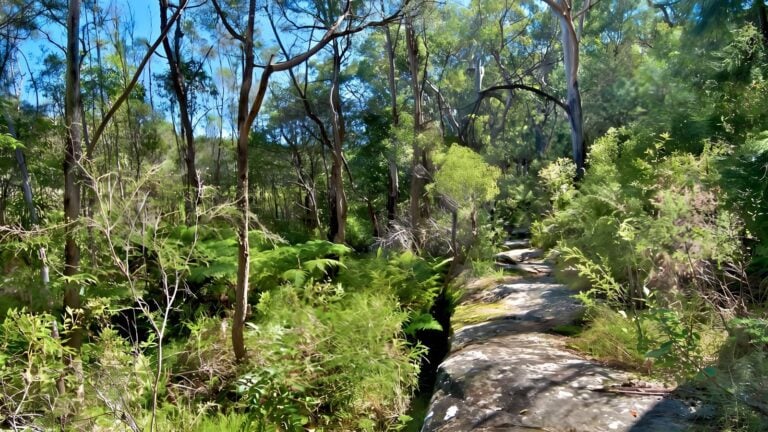 Yeramba Lagoon Loop Track (1.8km) Yeramba lagoon loop track (1. 8km)