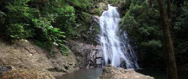 Mount Castle Lookout Track (1km) Araucaria falls 600x254