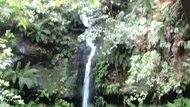 Carrington park to marguerite cascades walk (1. 7km)